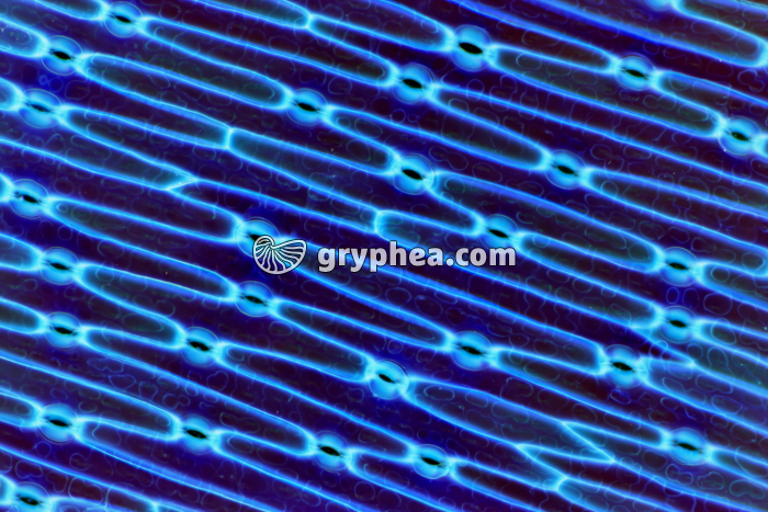 Stomates de feuille d'Iris  x15 - gryphea.com